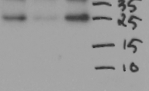 CP43' | IsiA homolog of plant CP43 in the group Antibodies Plant/Algal / Photosynthesis / PSII (Photosystem II) at Agrisera AB (Antibodies for research) (AS06 111)